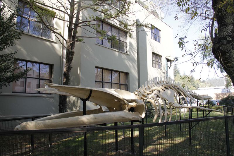 Esqueleto de la Ballena UdeC Balaenoptera physalus, ubicado en la entrada de la Facultad de Ciencias Naturales y Oceanográficas.